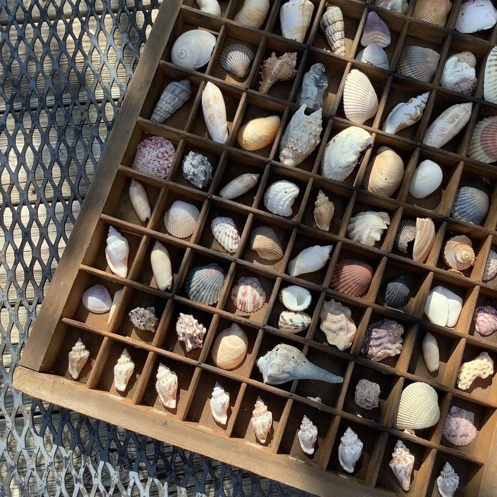 Vintage Antique Printers Tray Filled With Seashells 🐚 Wall Home Decor - Picture 3 of 6